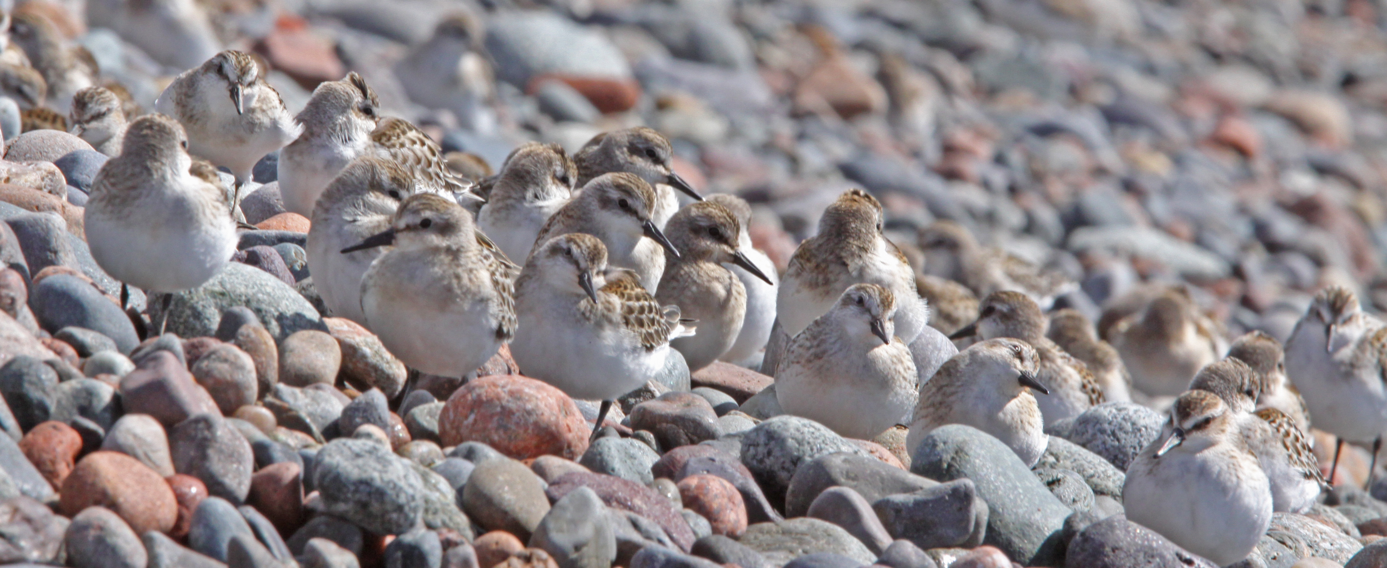 Semi-palmated Sandpiper